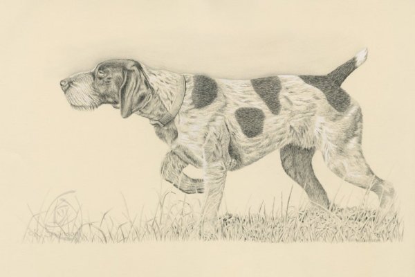 Пойнтер Курцхаар дратхаар строение