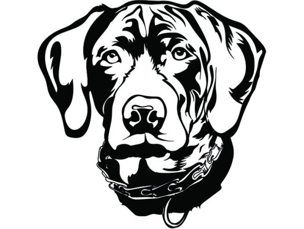 Курцхаар вектор