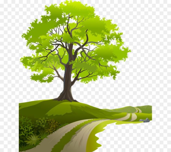 Дерево зеленое