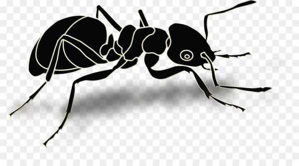 Насекомые черно белые