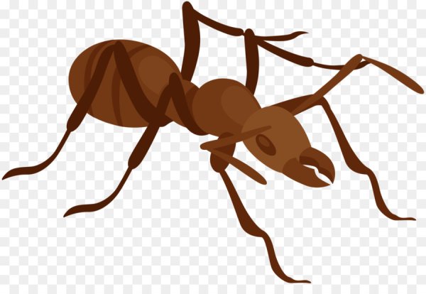 Муравей клипарт