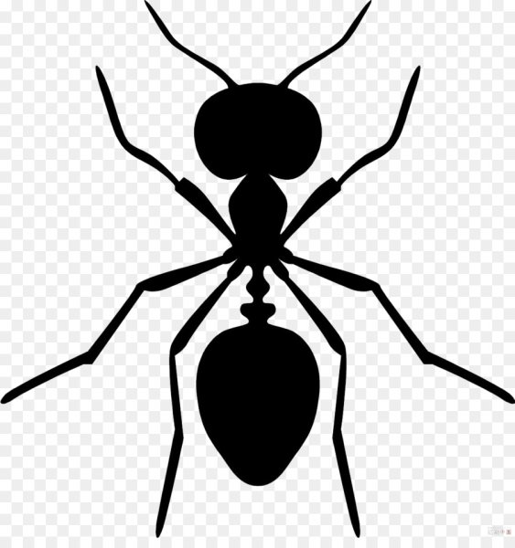 Муравей вид сверху