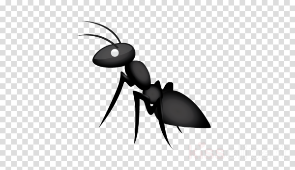 Тень муравья