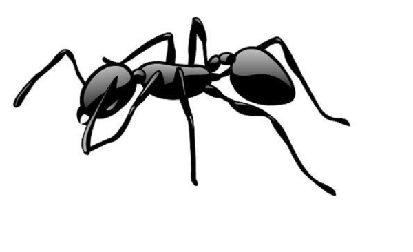 Муравей черно белый