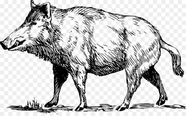 Кабан контур