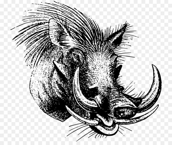 Кабан эскиз