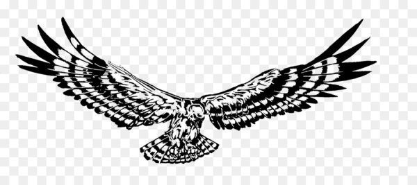 Орёл чёрно белый