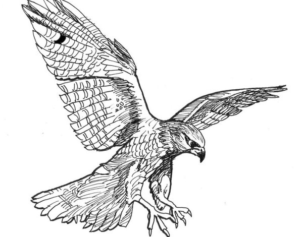 Сокол Сапсан эскизы