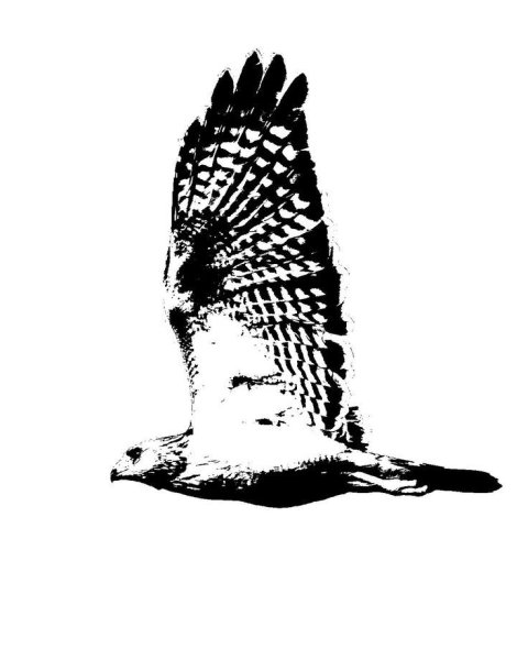 Сокол Сапсан силуэт