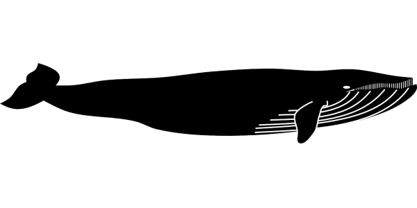 Силуэты китов