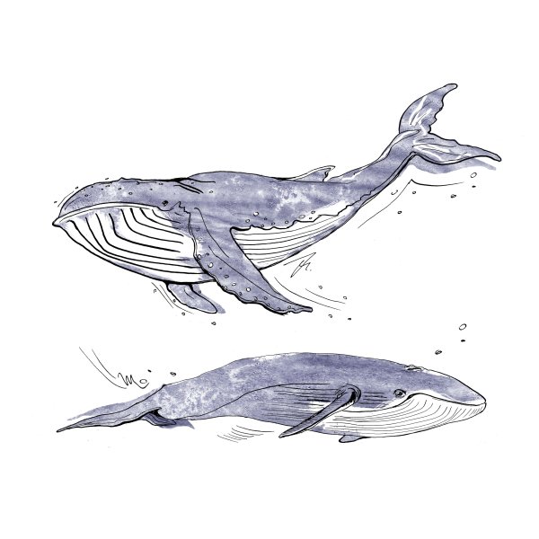 Кит Графика