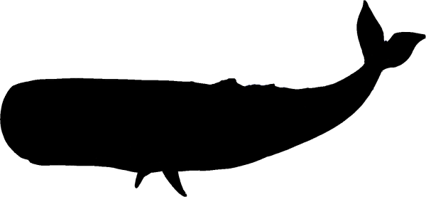 Кит очертания