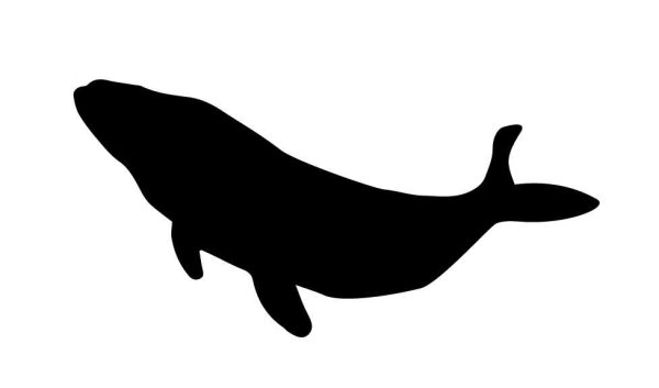 Кит очертания