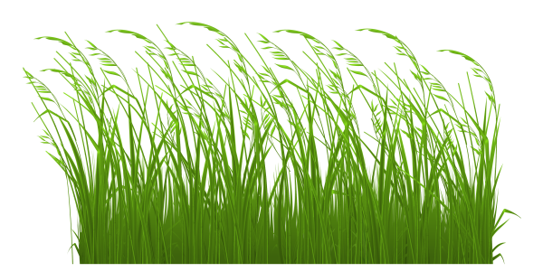 Трава на прозрачном фоне