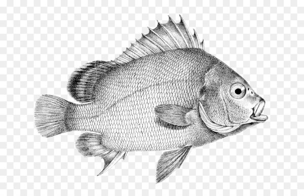 Графическое изображение рыбы