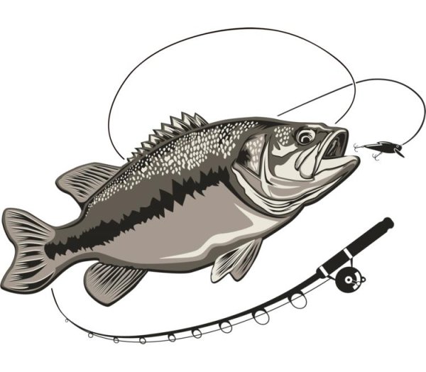 Рыба окунь вектор