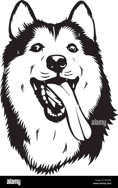 Аляскинский маламут вектор