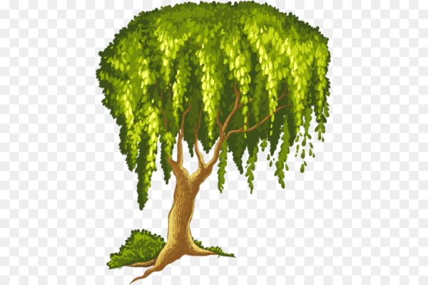 Дерево Ива вектор