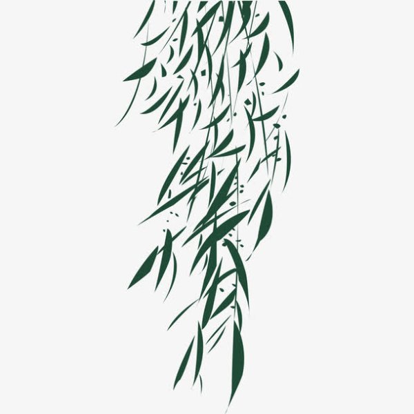 Веточка плакучая Ива