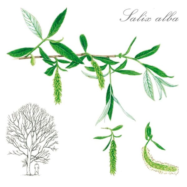 Ива Козья остролистная