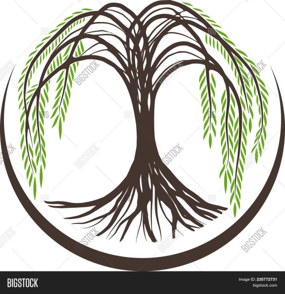 Ива символы вектор