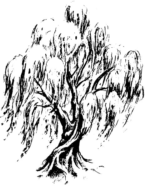 Ива плакучая черно белая