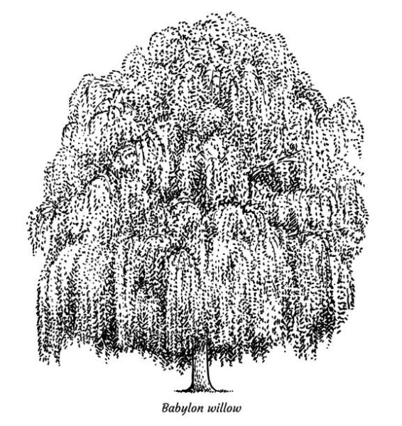 Голубая Ива дерево