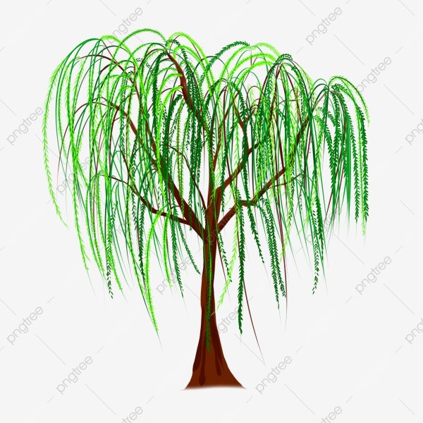 Дерево Ива вектор