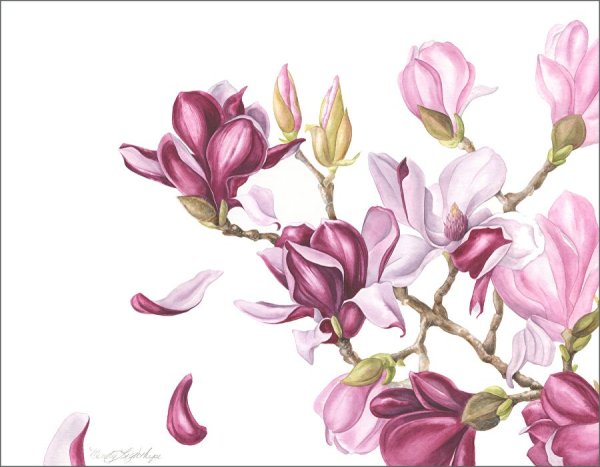 Магнолия Суланжа вектор