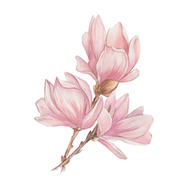 Магнолия Суланжа