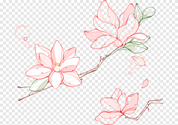 Магнолия цветок вектор