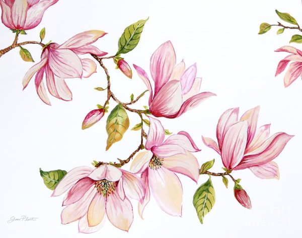 Магнолия цветок акварель