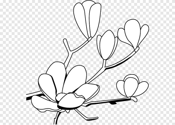 Магнолия чб