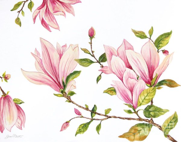 Магнолия вектор