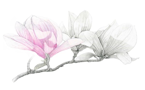 Магнолия скетч