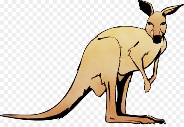 Кенгуру Австралия вектор