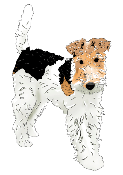 Фокстерьер жесткошерстный рисунок