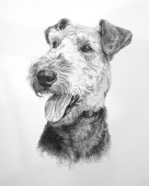 Эрдельтерьер раскраска