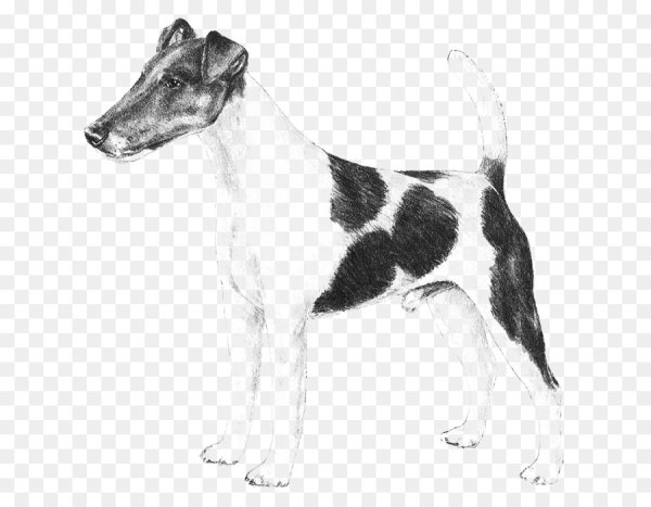 Фокстерьер Парсон