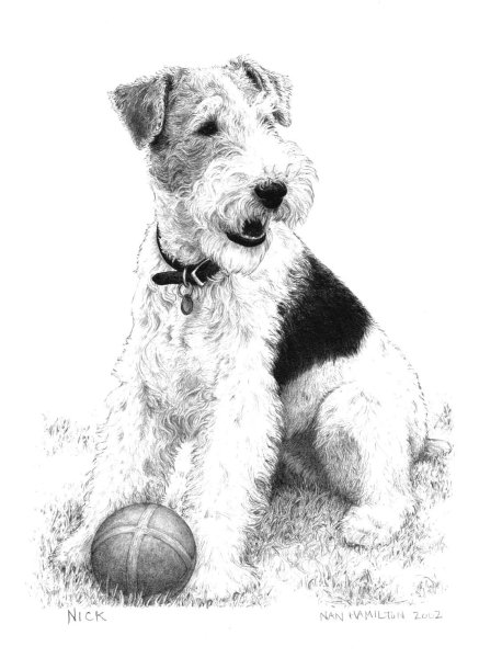 Фокстерьер жесткошерстный раскраска