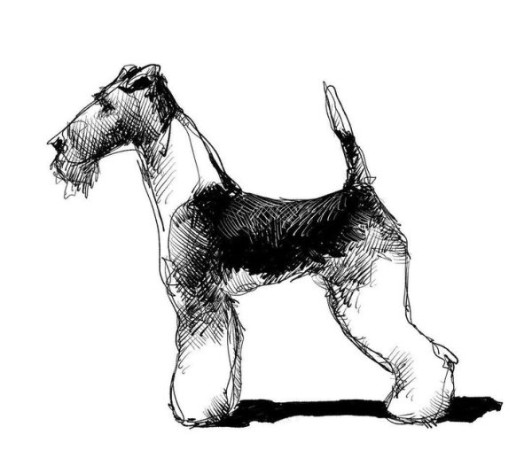 Собака Тинтина порода