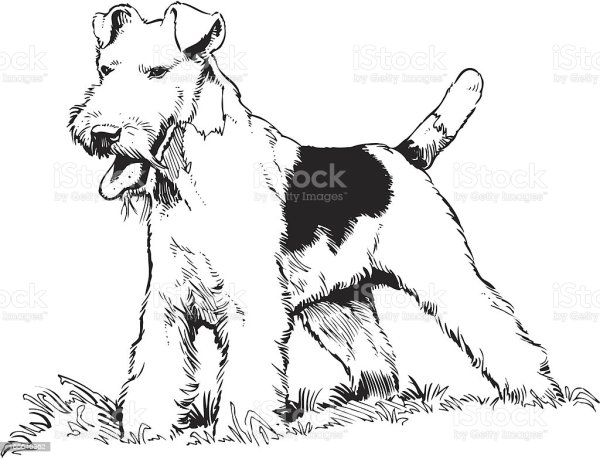 Эрдельтерьер вектор