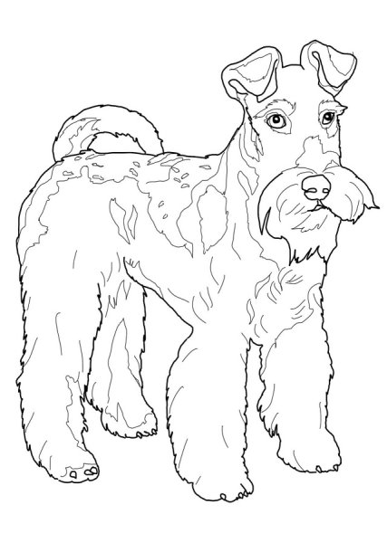 Фокстерьер черный терьер