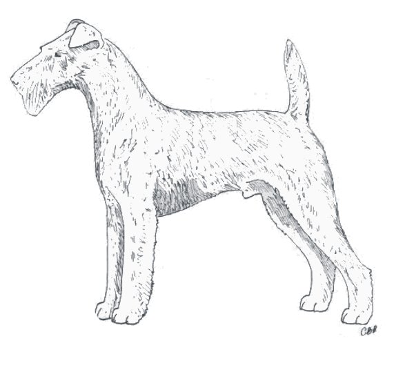 Лейкленд терьер тримминг схема