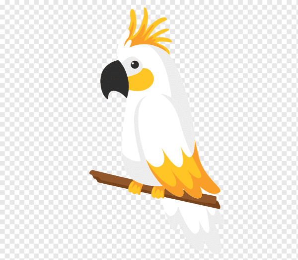 Попугай Какаду вектор