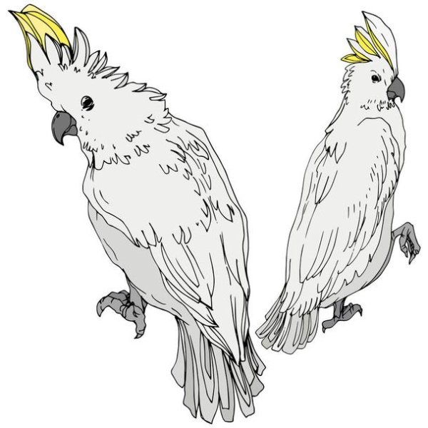 Попугай рисунок Ink