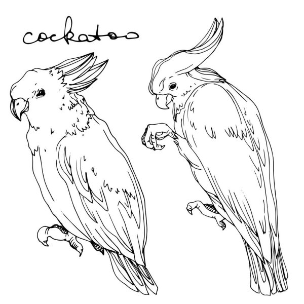 Попугай рисунок Ink