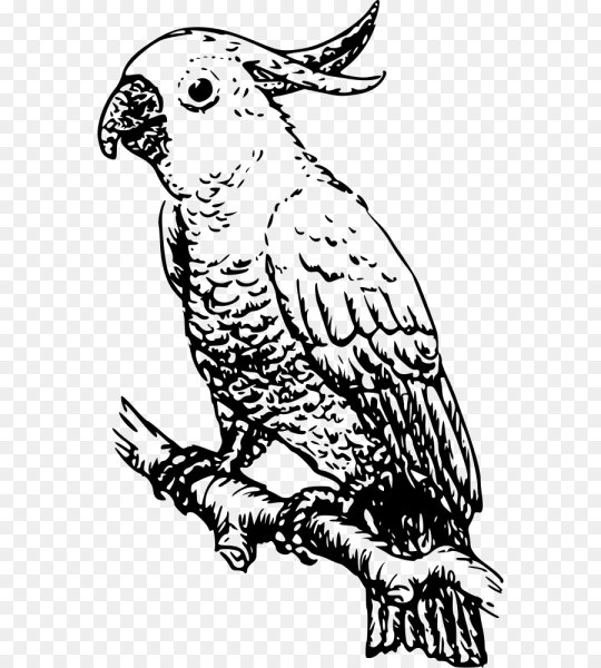 Графическое изображение животных и птиц