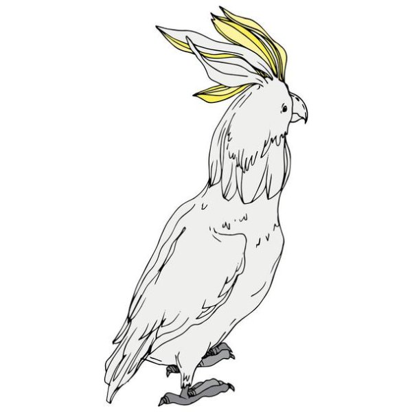 Cacatua Blanca рисунок