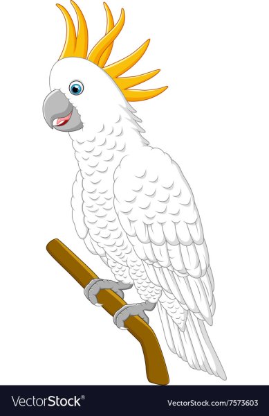 Попугай Какаду вектор